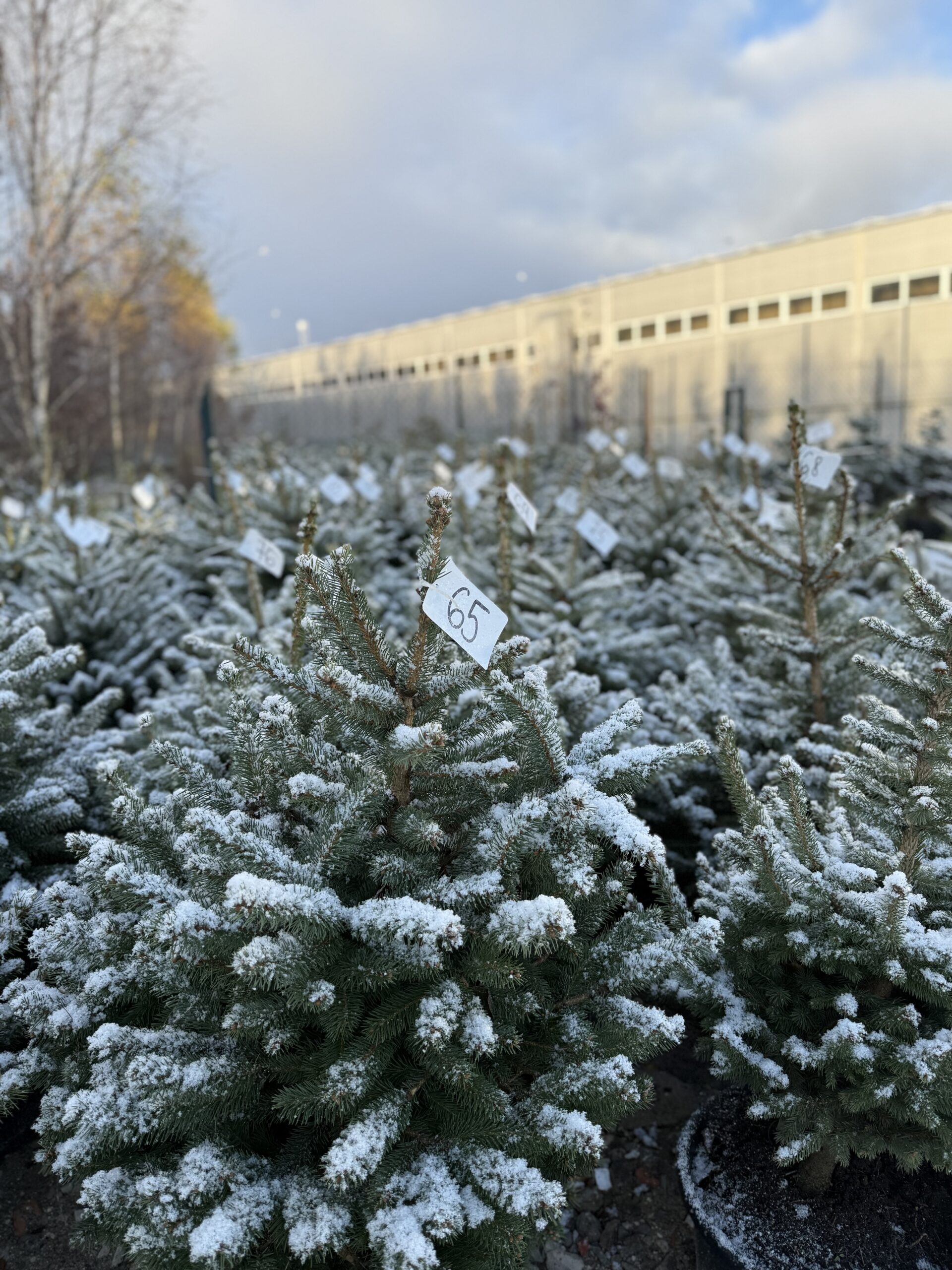 Wypożycz choinkę i pomóż dzikim zwierzętom! 